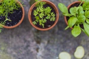 5 sfaturi de care să ții cont când plantezi semințele