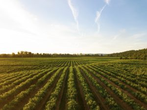 Definitie Agricultura durabila