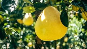 Cate calorii are pomelo