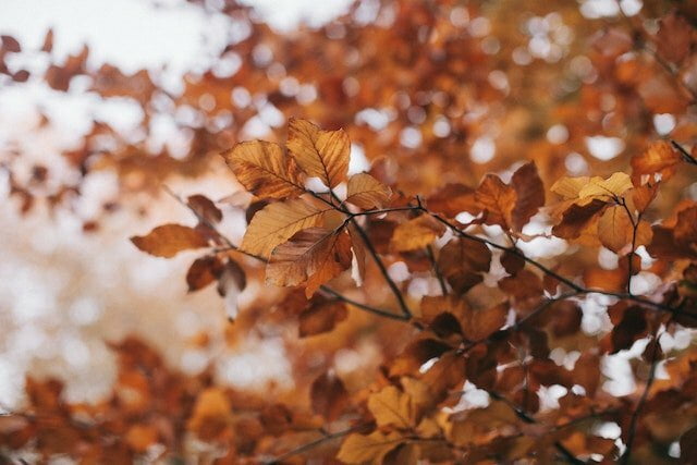 Cuvantul Toamna despartit in silabe