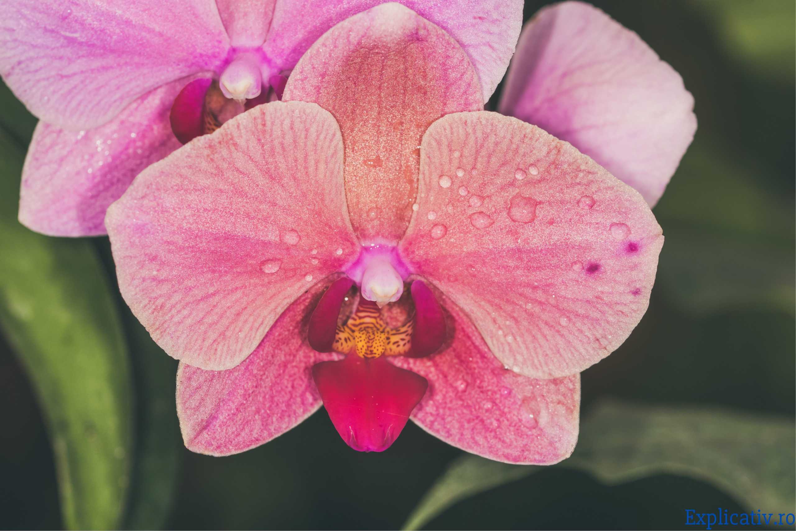 Cum să plantezi, crești și să îngrijești floarea Orchidacea
