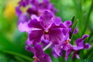 De ce boli trebuie să ne ferim atunci când creștem Orchidacea