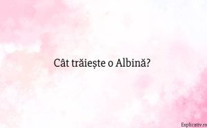 Cât trăiește o Albină