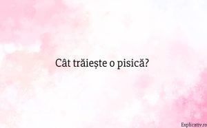 Cât trăiește o pisică