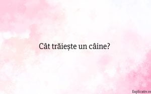 Cât trăiește un câine