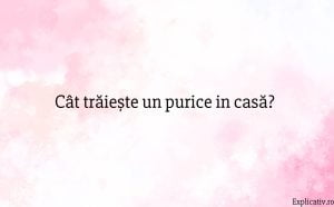 Cât trăiește un purice in casă