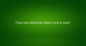 Care este diferența dintre bou și taur