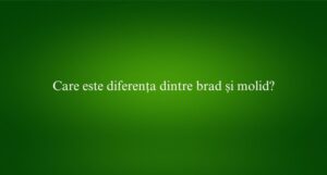 Care este diferența dintre brad și molid