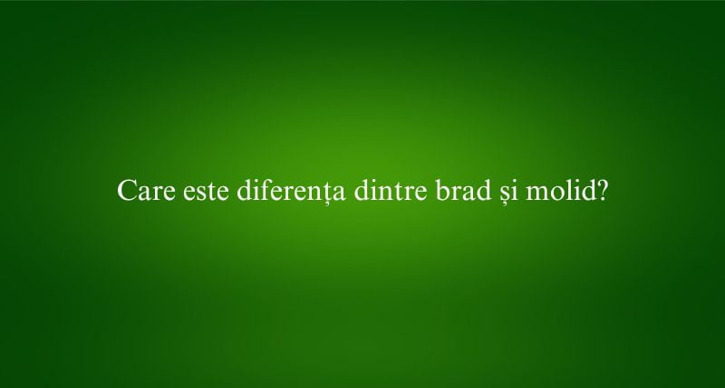 Care este diferența dintre brad și molid