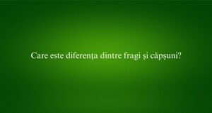 Care este diferența dintre fragi și căpșuni