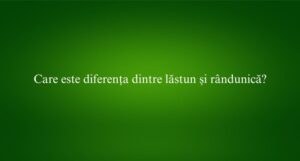 Care este diferența dintre lăstun și rândunică