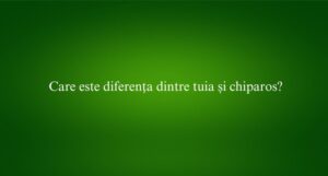Care este diferența dintre tuia și chiparos