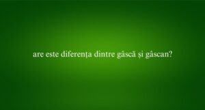 are este diferența dintre gâscă și gâscan