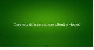 Care este diferenta dintre albină și viespe