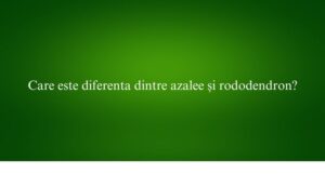 Care este diferenta dintre azalee și rododendron