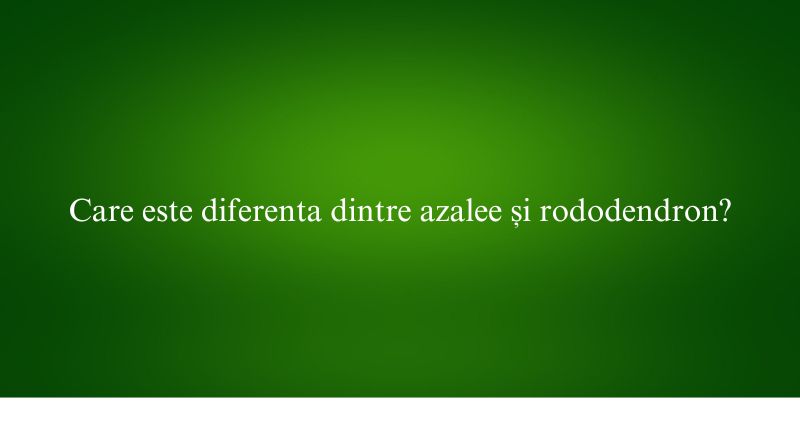 Care este diferenta dintre azalee și rododendron