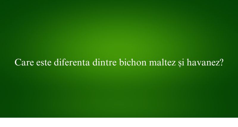Care este diferenta dintre bichon maltez și havanez