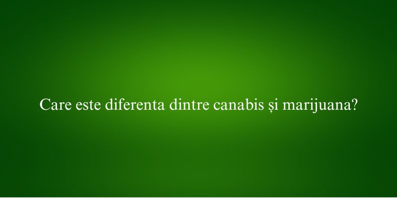 Care este diferenta dintre canabis și marijuana