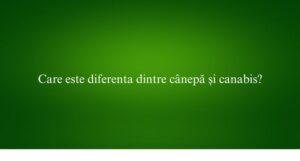 Care este diferenta dintre cânepă și canabis