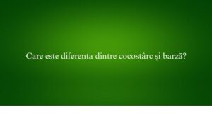 Care este diferenta dintre cocostârc și barză