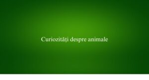 Curiozități despre animale
