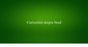 Curiozități despre brad