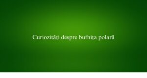 Curiozități despre bufnița polară