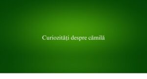 Curiozități despre cămilă