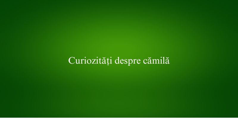 Curiozități despre cămilă