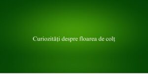 Curiozități despre floarea de colț