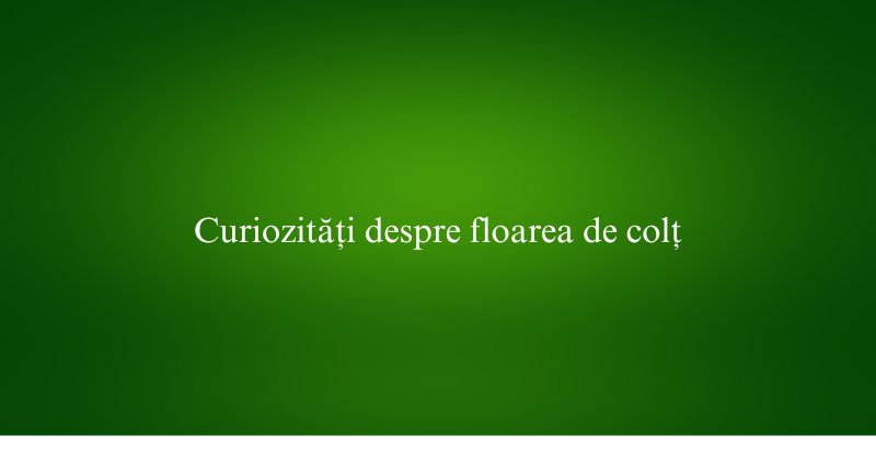 Curiozități despre floarea de colț