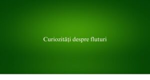 Curiozități despre fluturi