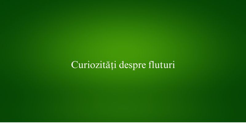 Curiozități despre fluturi