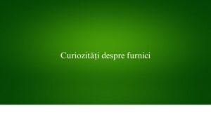 Curiozități despre furnici