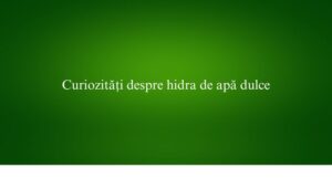 Curiozități despre hidra de apă dulce