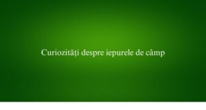 Curiozități despre iepurele de câmp