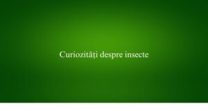 Curiozități despre insecte
