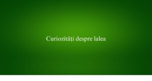 Curiozități despre lalea