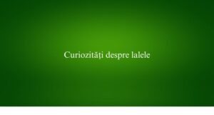 Curiozități despre lalele