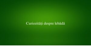 Curiozități despre lebădă