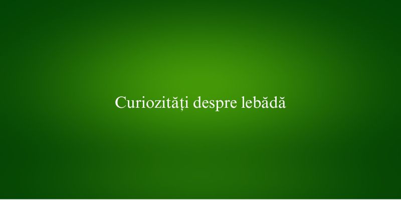 Curiozități despre lebădă