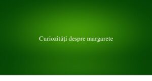 Curiozități despre margarete