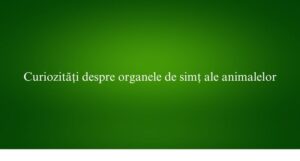 Curiozități despre organele de simț ale animalelor