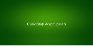 Curiozități despre păsări