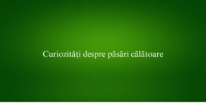 Curiozități despre păsări călătoare