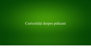 Curiozități despre pelicani