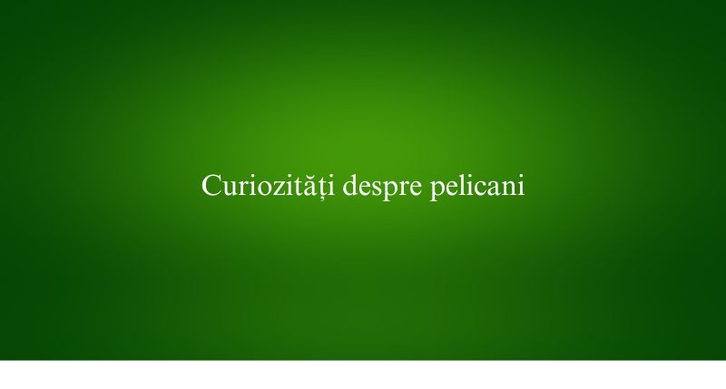 Curiozități despre pelicani