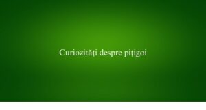 Curiozități despre pițigoi
