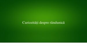 Curiozități despre rândunică