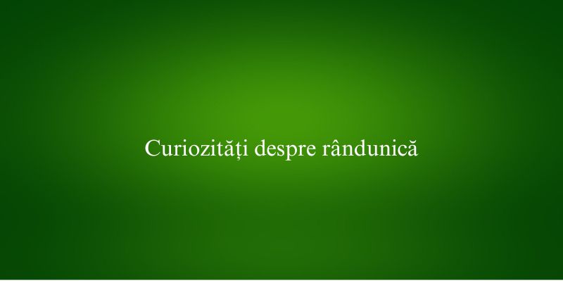 Curiozități despre rândunică